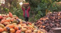 Côte d'Ivoire : Le kg du Cacao vendu à 4225 fcfa au Cameroun, Ama...