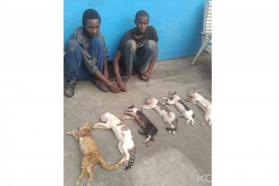 Côte d'Ivoire : À  Abobo, deux individus mis aux arrêts pour vol de chats