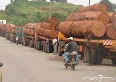 Cameroun : L'exploitation illégale du bois décriée à  l'Est et au Sud du pays