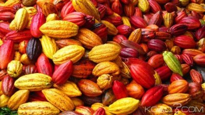 Cameroun : La Beac révèle la baisse du kg du cacao en zone Cemac