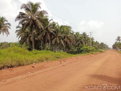 Côte d'Ivoire : Pour juguler le péril écologique, le Gouvernement adopte un projet de loi portant Code forestier