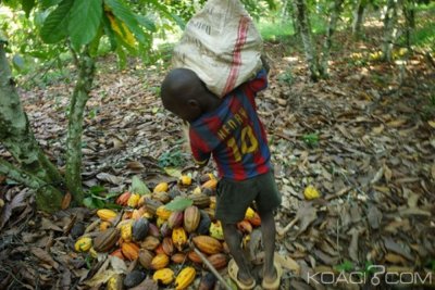 Côte d'Ivoire : Travail des enfants dans les plantations de cacao, « si vous êtes pris,  vous serez arrêté  jugé et condamné », prévient le ministre de l'agriculture
