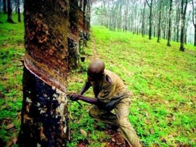 Cameroun : Greenpeace Afrique, « le retrait de financement au géant du caoutchouc,   est une bonne nouvelle »