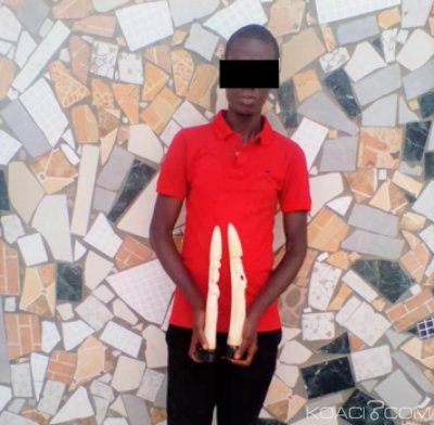 Côte d'Ivoire : Un trafiquant présumé spécialisé dans le commerce illégal d'objets sculptés en ivoire mis aux arrêts