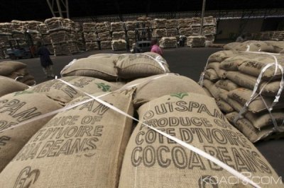 Côte d'Ivoire : Cacao, le prix bord champ du kilogramme de cacao pour la campagne commerciale intermédiaire rendu public vendredi