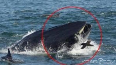 Afrique du Sud : Un plongeur avalé puis recraché vivant par une baleine