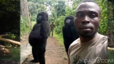 RDC: Un éco-garde tué  par des pygmées après le succès du selfie avec des gorilles