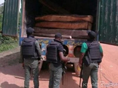 Côte d'Ivoire : Après la mise en garde du premier ministre, 2 trafiquants de bois de vène condamnés à  2 ans de prison