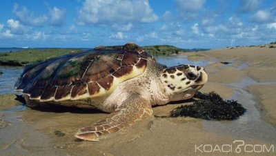 Madagascar: Quatre personnes meurent après avoir mangé la viande de tortue de mer