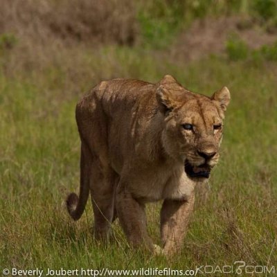 Cameroun : Deux lions en divagation sèment la panique dans le Mbam-et-Kim