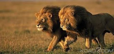 Afrique du Sud:  14 lions s'évadent du parc national Kruger, appel à  la vigilance