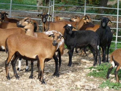 Cameroun : Offre en chèvres à  5 000 familles et 4500 femmes démunies pour combattre la précarité