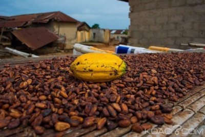 Ghana Côte-d'Ivoire : Suspension de la vente de fèves de cacao