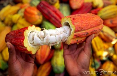 Côte d'Ivoire-Ghana : Après la suspension de la vente de la fève du cacao, Abidjan et Accra veulent un prix plancher : 1,5 millions de FCFA la tonne
