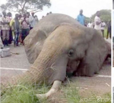 Côte d'Ivoire : Aucun éléphant n'a été tué par un car sur l'axe Toumodi-Dimbokro