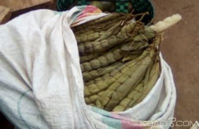 Cameroun: Le bà¢ton de manioc aliment de base diminue en grosseur, son prix flambe