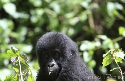 RDC: Violences dans un parc naturel, un pygmée tué et 13 rangers blessés