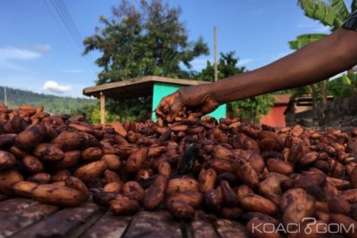 Ghana Côte-d'Ivoire : Les acheteurs du cacao à  rencontrer à  nouveau en septembre à  Abidjan
