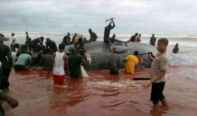 Nigeria: Etat de Bayelsa, risque d'épidémie pour cause d'une baleine dévorée