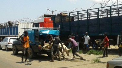 Côte d'Ivoire : A trois jours de la Tabaski, plusieurs camions de convoyage de bétails bloqués à l'entrée de l'abattoir pour faute de place