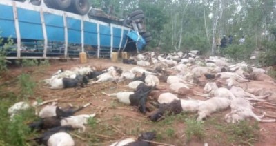 Burkina Faso: Deux personnes décédées et plusieurs dizaines de béliers tués dans un accident de circulation