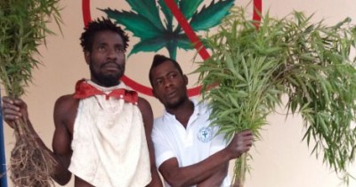Côte d'Ivoire:  Affaire 1 hectare de cannabis découvert à Facobly, deux frères  présumés propriétaires mis aux arrêts