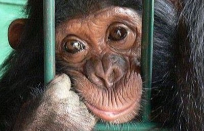 Côte d'Ivoire: Le commerce illégal de chimpanzés gagne du terrain au pays