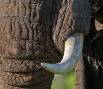 Tchad: Des braconniers interpellés en possession de défenses d' éléphants