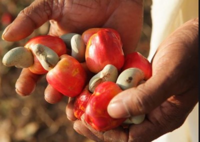 Côte d'Ivoire : Filière Anacarde, 108 entrepôts vont être construits dans les zones de production pour stocker  les récoltes
