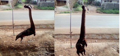 Cameroun: Espèce protégée et menacée, le pangolin se vend librement dans les marchés