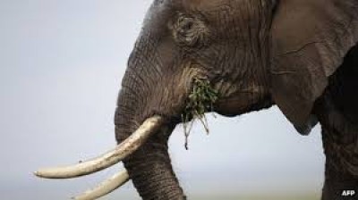 Tanzanie:  Arrêté en possession de 338 morceaux de défenses d'éléphants cachés dans le sol de sa maison