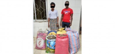 Côte d'Ivoire : Près de 150 kg d'écailles de pangolin saisis auprès d'un collaborateur du ministère des ressources animales et halieutiques