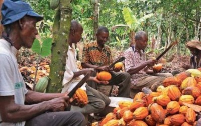 Côte d'Ivoire: Le prix d'achat du cacao bord champ annoncé mardi, les producteurs retiennent leur souffle