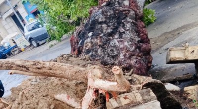 Sénégal: De fortes pluies accompagnées d'un vent violent font un mort et plusieurs dégâts entre Dakar et Thiès