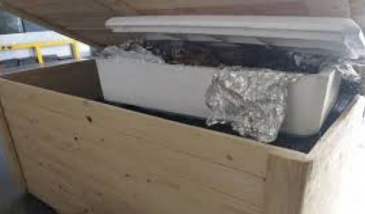 Afrique du Sud:  Saisie de 340 kg d'os de lions à l'aéroport de Johannesburg