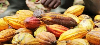 Côte d'Ivoire-Ghana: Prix du cacao, Abidjan et Accra menacent de  nouveau les chocolatiers
