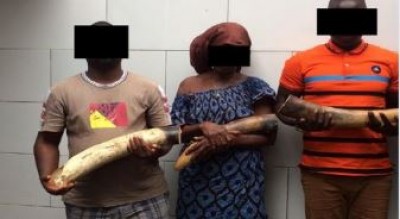Côte d'Ivoire: Trois présumés trafiquants majeurs opérant dans le commerce illégal de l'ivoire mis aux arrêts