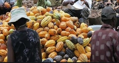 Côte d'Ivoire: Enième réunion sur le Cacao à Berlin, que peuvent espérer les producteurs qui n'y sont pas  associés ?