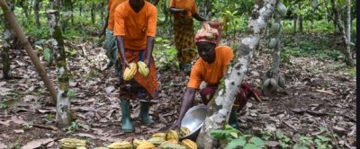 Côte d'Ivoire-Ghana: Importante victoire d'Abidjan et Accra à Berlin pour l'amélioration du prix du cacao