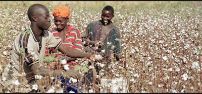 Côte d'Ivoire: Le prix du coton de graine reste inchangé    pour la campagne 2019-2020, 300 FCFA/Kg