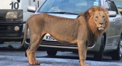 Kenya: Un lion en cavale  recherché après avoir tué un homme à Nairobi