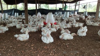 Côte d'Ivoire: Pour favoriser l'aviculture ivoirienne, le prélèvement compensatoire sur les importations de volaille sera reconduit pour 10 ans