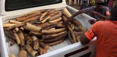 Côte d'Ivoire: L'accroissement du trafic illégal de l'ivoire menace la survie de l'espèce