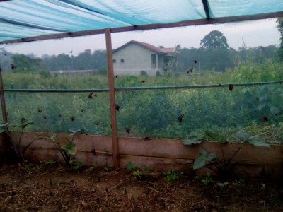 Cameroun: Du rêve de fonctionnaire à l'héliciculture, Ayissi Stanislas gagne sa vie grâce à l'élevage d'escargots