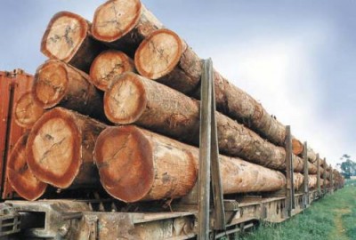 Cameroun: Pillage du bois camerounais par la Chine, un expert du CED dévoile l'incompétence du gouvernement