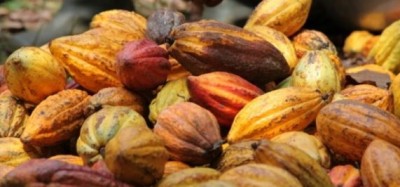 Côte d'Ivoire: Le prix du cacao reste inchangé à 825 FCFA contrairement aux informations relayées