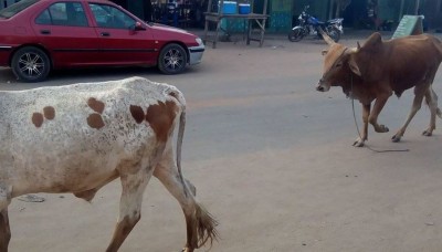 Côte d'Ivoire: À Zuenoula, à quatre ils tentent de voler un mouton, l'un  des présumés voleurs  mis aux arrêts