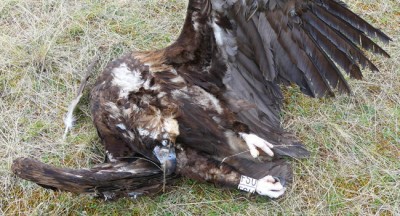 Guinée Bissau : Des centaines de vautours retrouvés morts autour d'un abattoir