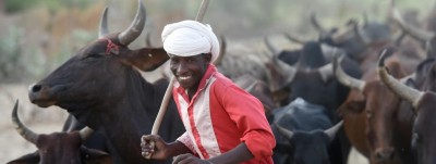 Tchad : Pour rembourser sa dette  de 100 millions de dollars, le Tchad propose des vaches à l'Angola