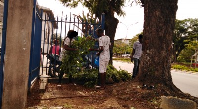 Côte d'Ivoire : Supposées remède contre le Coronavirus, à Abidjan on se rue sur les feuilles de neem